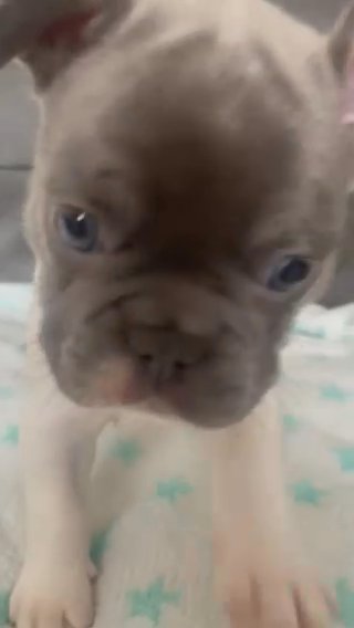 Lilac And Tan Pied Female French Bulldog in Birmingham