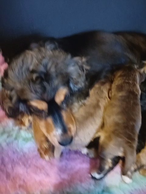 Sable F1B Cocker poo puppies in Neath Port Talbot