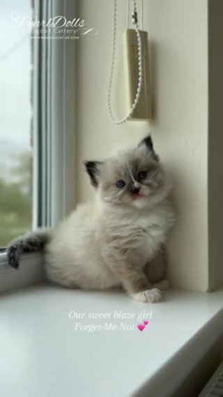 Seal mitted Ragdoll Girl • PearlDolls Forget-Me-Not in Lincoln