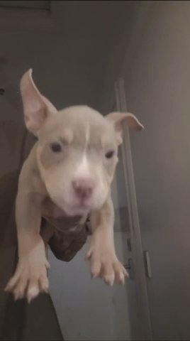 Pocket Bully in Cambridge