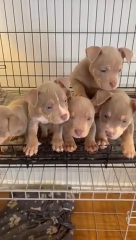 Lilac Tri Pocket Bully Female in Cambridge