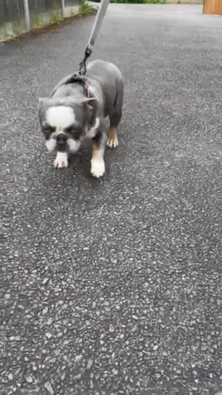 French Bulldog Looking For Home? in Harlow