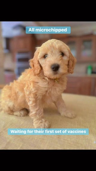 Mr Cheeky Chops Australian Labradoodle in London