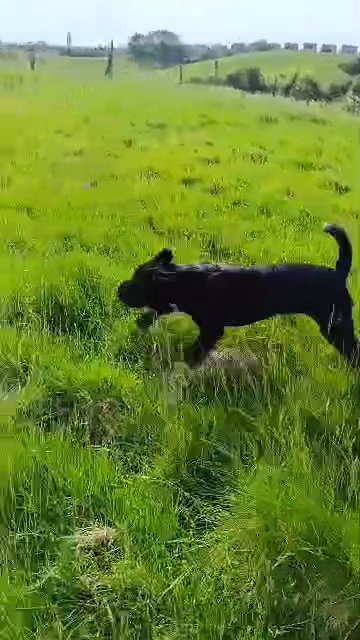 Cane corso x Akita puppy in Rochdale