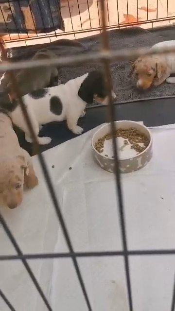 ?JAX DAX ? PRESENTS MY TOTALLY AWESOME,WONDERFULY, RARE & UNIQUELY, INDIVIDUAL MINATURE PIED/DAPPLE DACHSHUNFS in Liverpool
