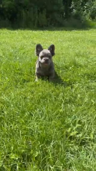 French Bull Dog in London