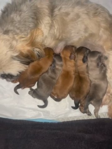 Miniature Imperial Teddy Bear Shihtzu in Leeds