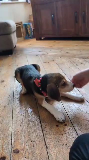 beagle puppy in Hastings