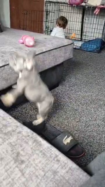 French bulldog in Wolverhampton