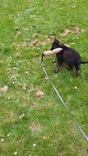 German Shepherd in North Lincolnshire