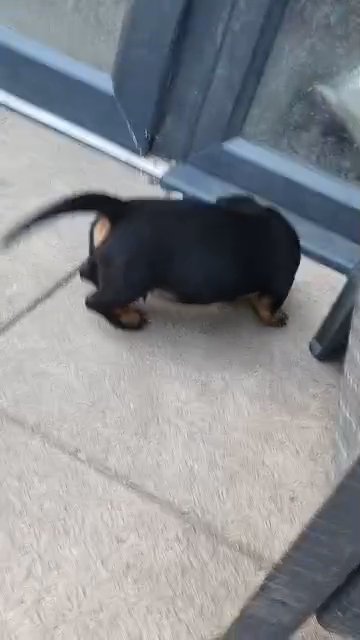 mini dacshund in Sheffield
