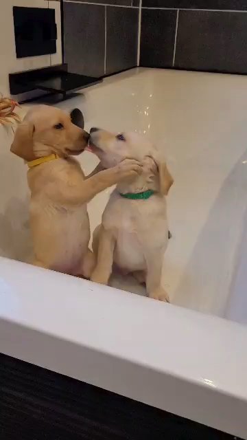 ready to leave now 1 girl & 1 boy left KC yellow labs in Manchester