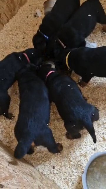 Top quality rottie pups in Kettering