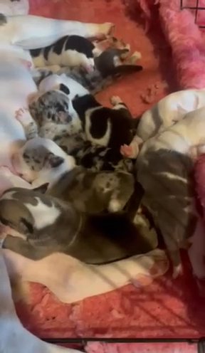 🌟 Health Tested & Hip Scored Parents 🌟 Olde English Bulldog Puppies 🌟 in London