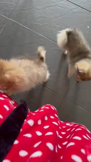 Petite Pomchi - Ready now in Coventry