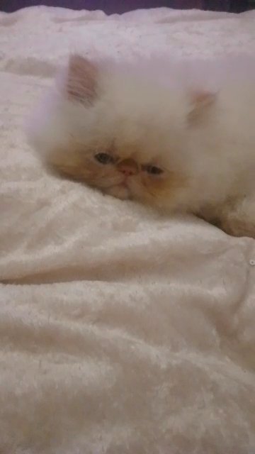 Flamepoint Himalayan Persian in Glasgow