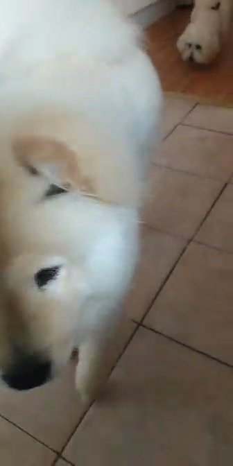 Adorable Female Chow Chow ? in Warrington