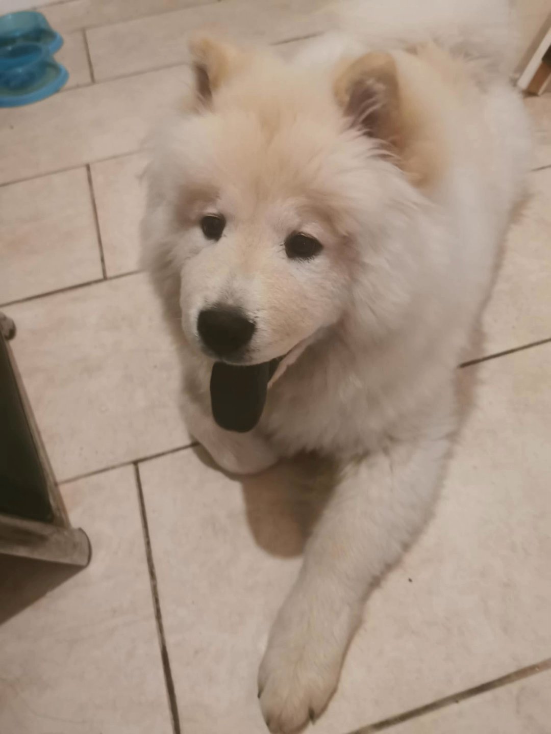 Adorable Female Chow Chow ? in Warrington