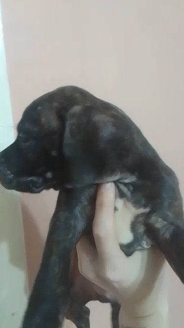 last staffy boy in Birmingham