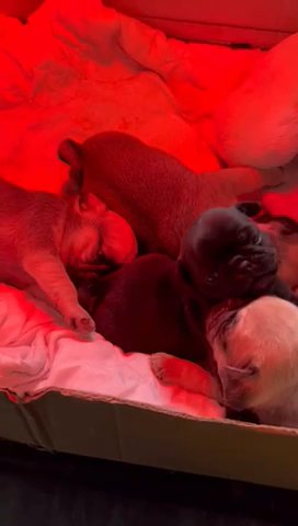 Mix Litter Blue Fawn & Black Pug Puppies in Birmingham