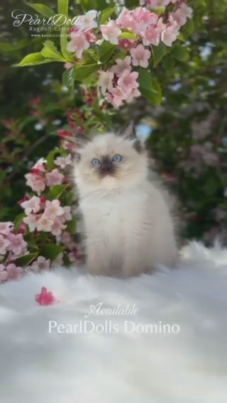 Seal Mitted Ragdoll Boy • GCCF Registered • PearlDolls Domino in Lincoln