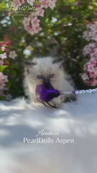 Show/Active Class • Seal Mitted Ragdoll Boy • GCCF Registered in Lincoln