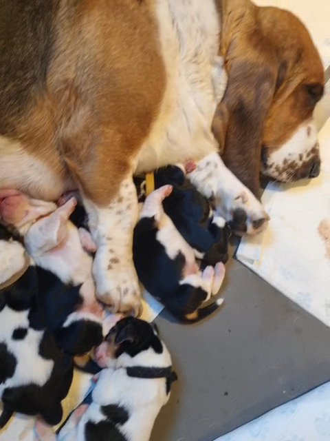 Basset Hound Puppies in Leeds