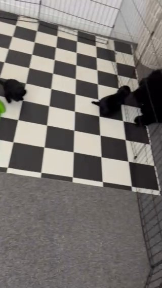Cockapoos (fully Health Tested) in Leeds