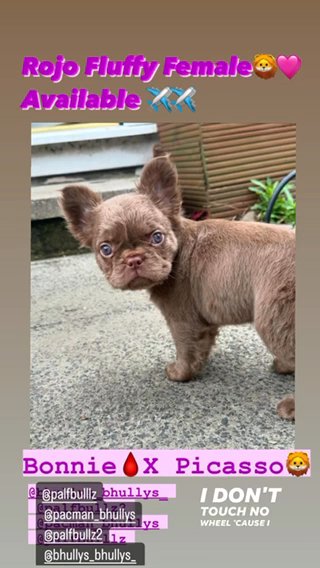 Full Fluffy Rojo Female in Manchester