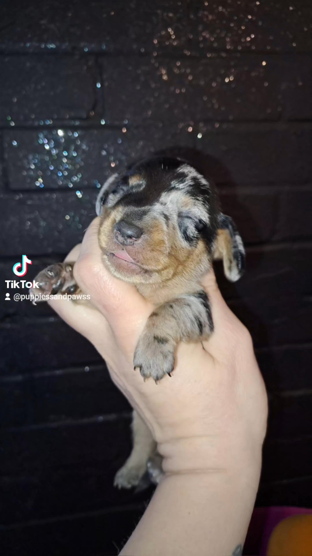smooth coat miniature dauchshund in Basildon