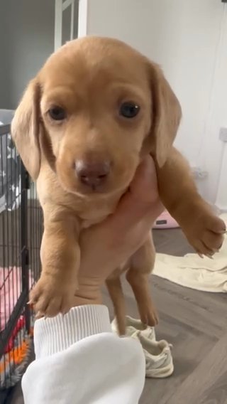 Light Red Dapple Miniature Dachshund in North West Leicestershire