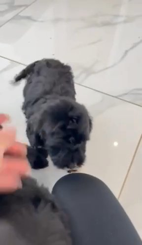 F1 Cockapoo puppies in North East Derbyshire