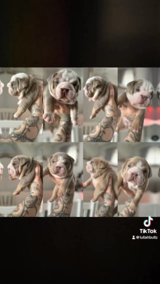 English Bulldog Pups in Bristol