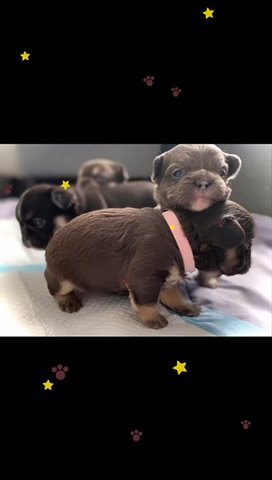 Stunning New Chocolate Shade Rojo K.C French Bulldog in London