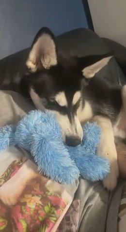 2 Year Old Husky in Manchester