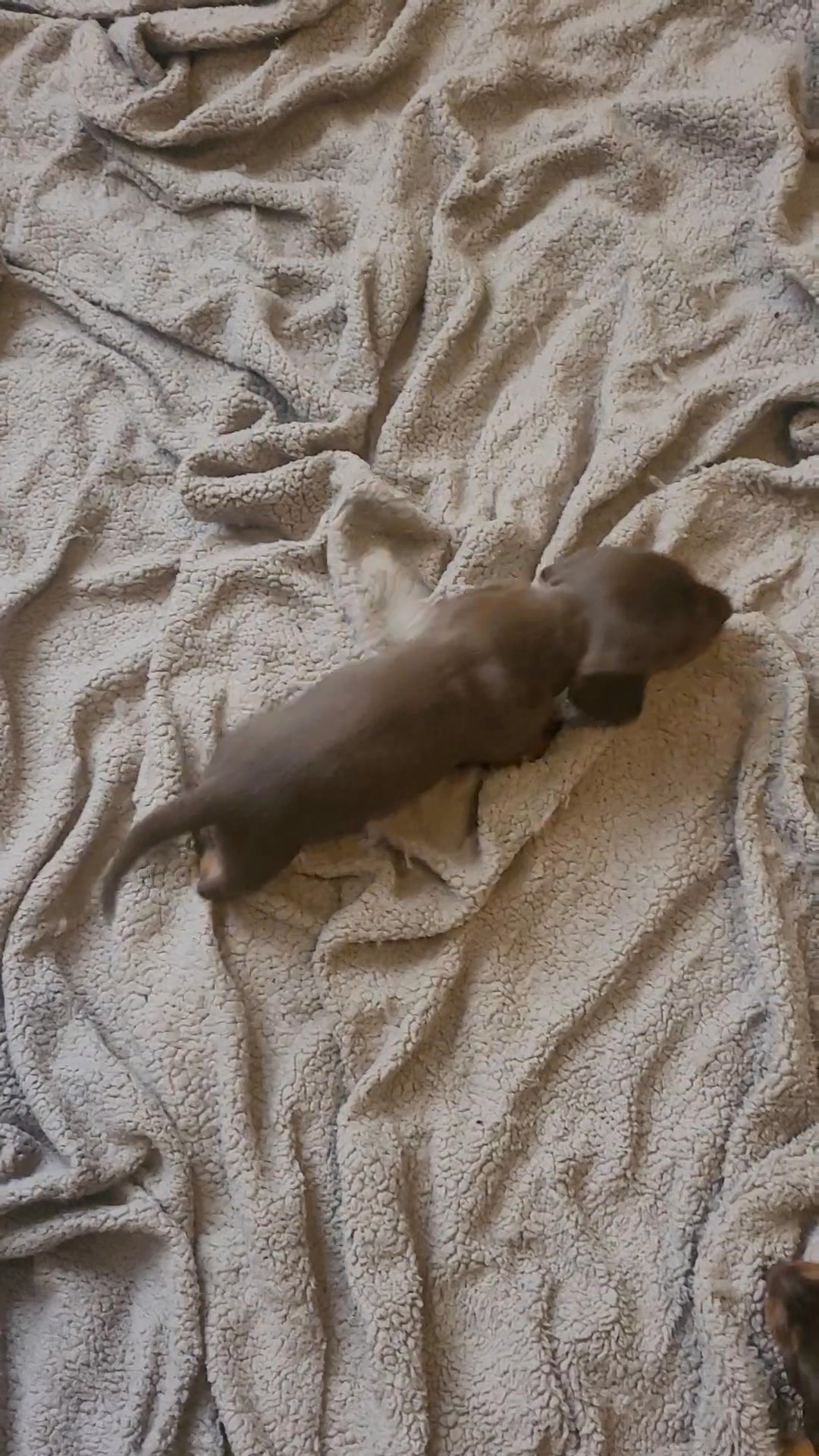 5 gorgeous daschunds in Manchester