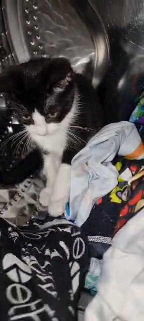 WONDERFUL KITTENS FOR SALE in London