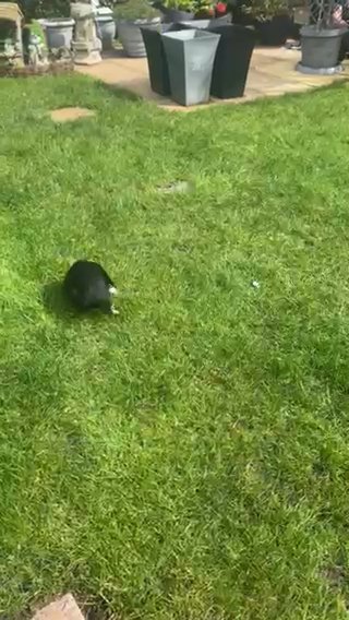 Fluffy Pugs in County Durham