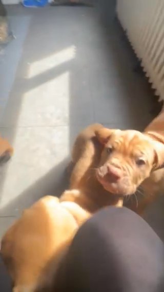 Litter Of Dog De Bordeaux Puppies in Fenland
