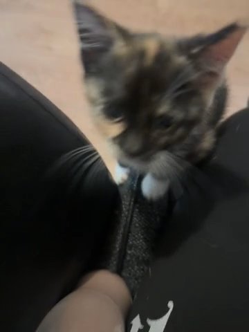 Beautiful Female Tortie Kitten, Last One Left! in Birmingham