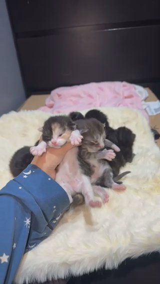 2 Kittens Left in London