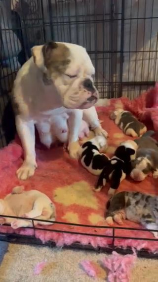 ? Health Tested & Hip Scored Parents? Olde English Bulldog Puppies ? in London