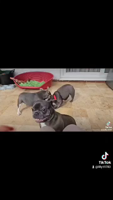 Frenchies  play time in Wolverhampton
