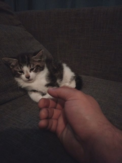 little kitten in Bradford