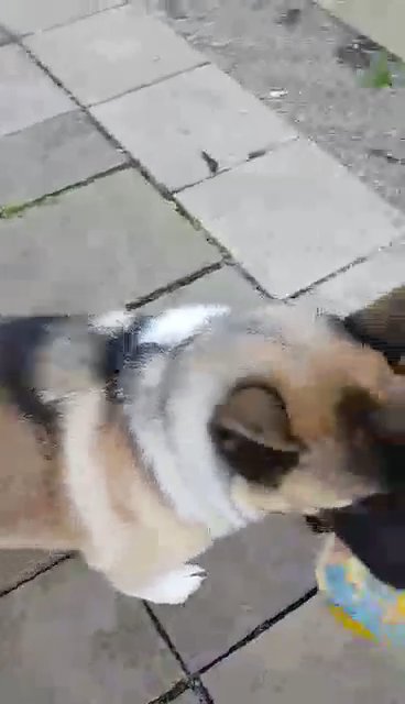 6 month old male Akita in Bradford
