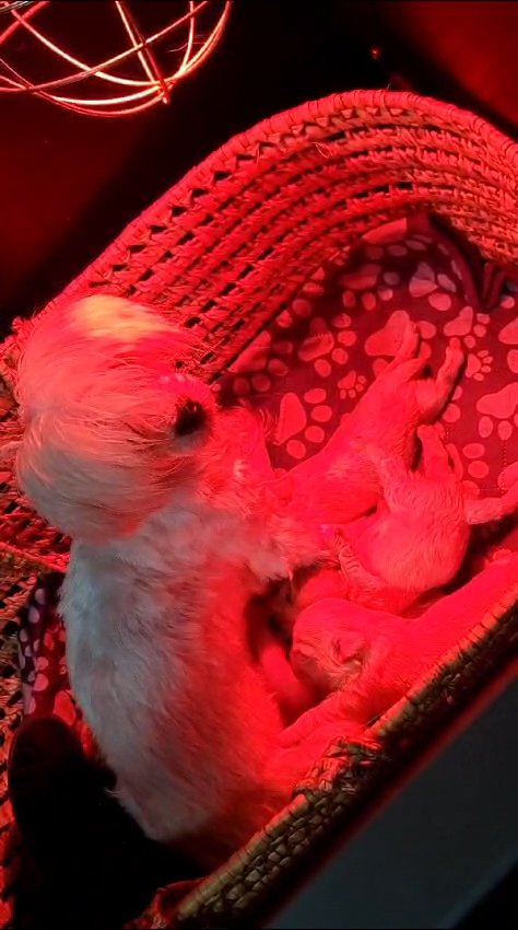 tiny maltipoo babies ready on Friday in Birmingham