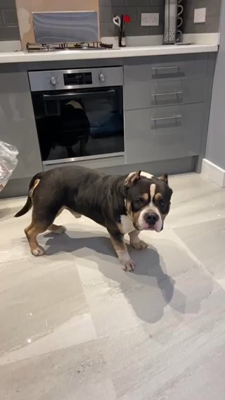 Pocket Male For Stud in Rhondda Cynon Taf