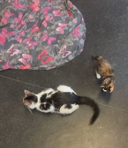 Beautiful Tortie Female Kitten Ready Now?‍⬛ in Birmingham