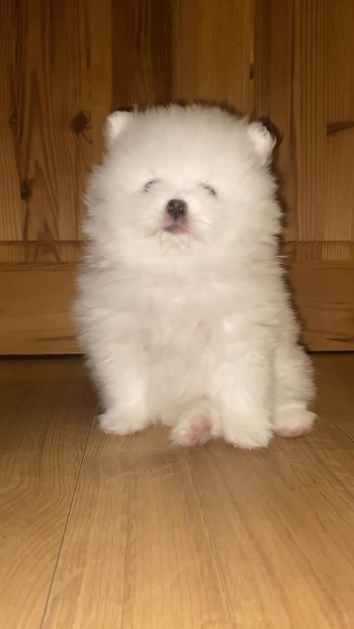 pomeranian in Hereford