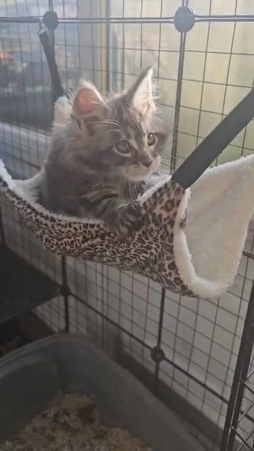 Maine Coones kittens in Doncaster
